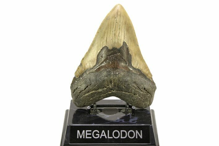 Serrated, Fossil Megalodon Tooth - North Carolina #308528